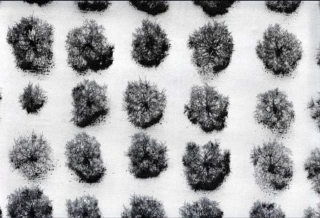 Vườn táo đông ở thành phố Clinton, bang Massachusetts, năm 1977